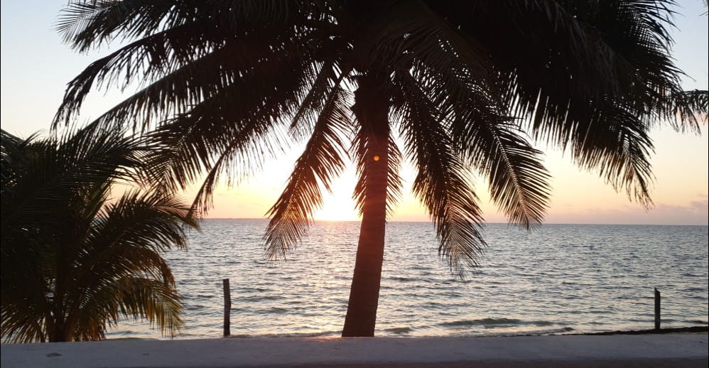 Palm tree beside the sea at sunset