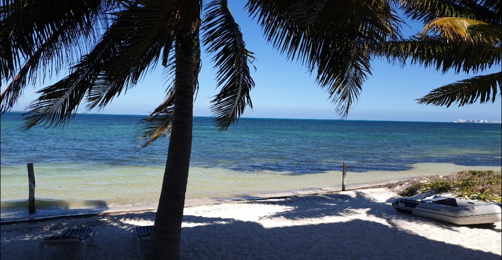 Palm trees above a bright blue sea
