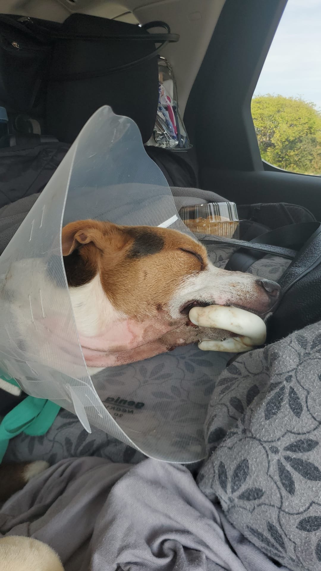 Bambo resting in the vehicle wearing a protective recovery collar
