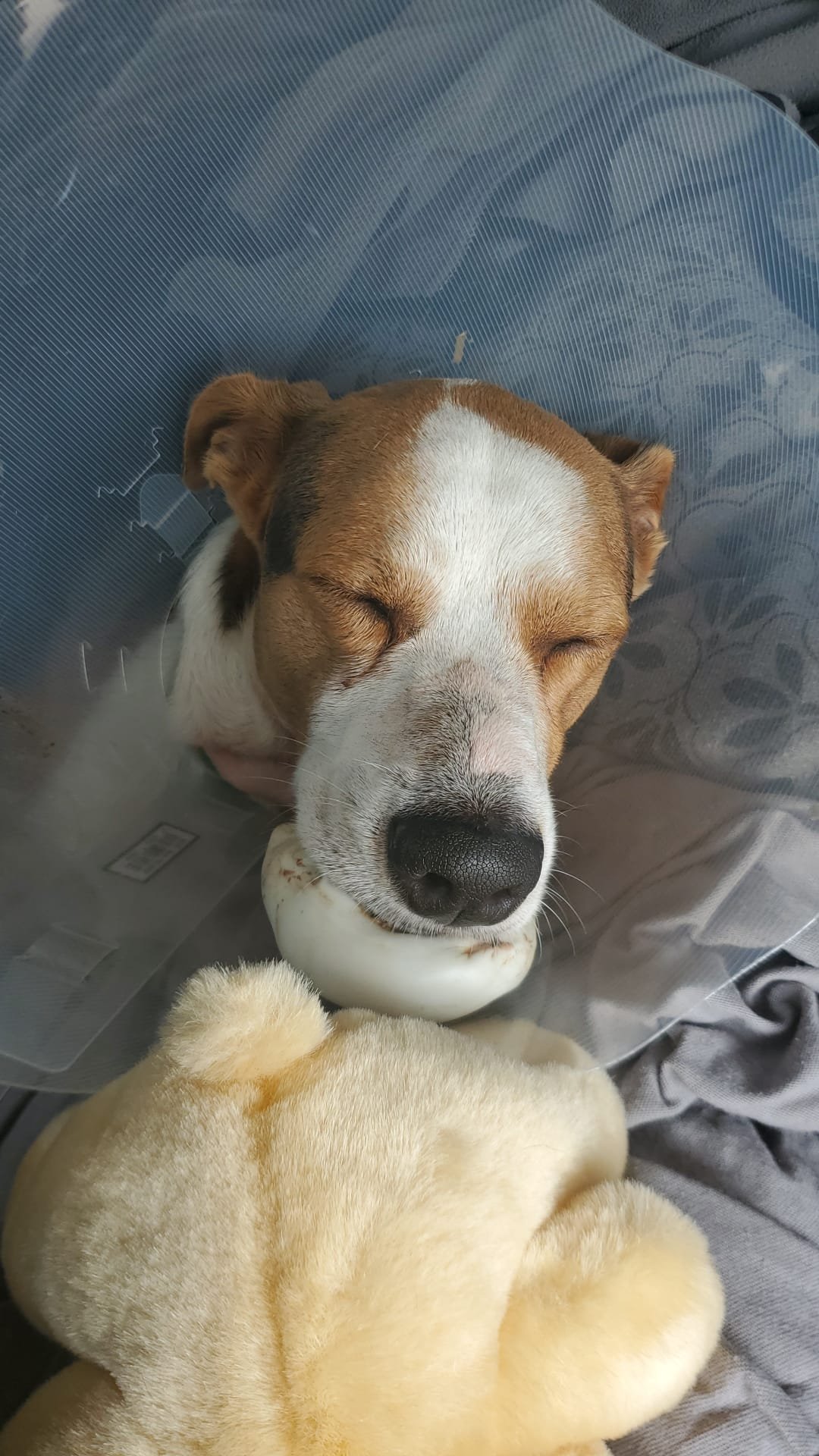 Bambo resting with a bandage